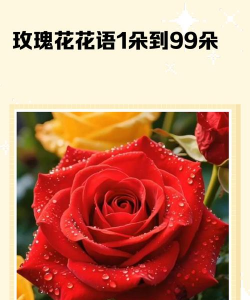 九十九朵玫瑰的含义