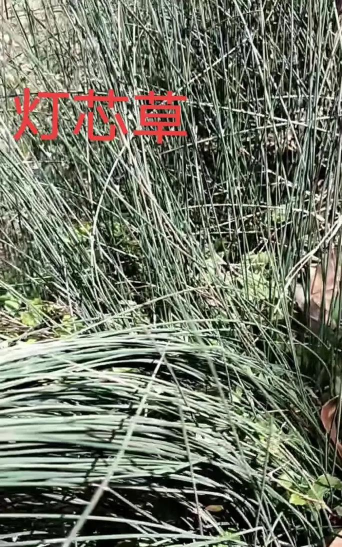 捆灯心草的白色绳子可以吃吗