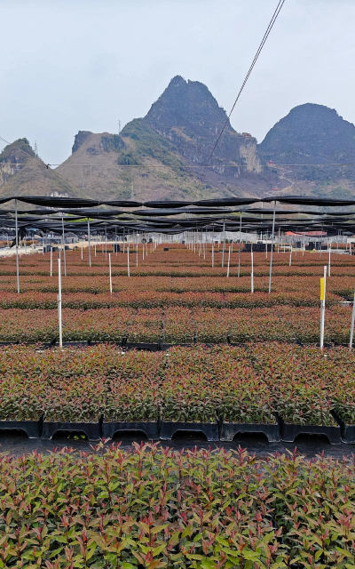 小众送妈妈的花有哪些花