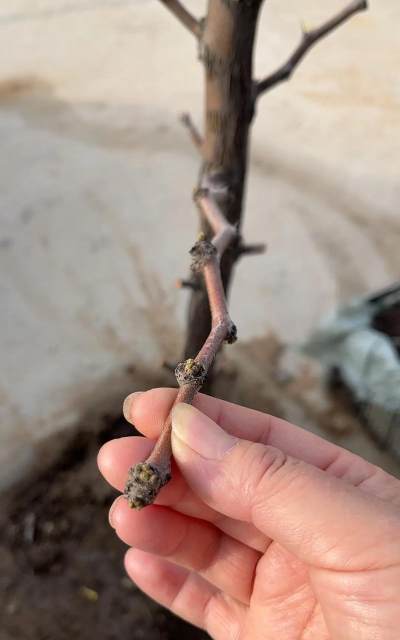 小众送妈妈的花有哪些花