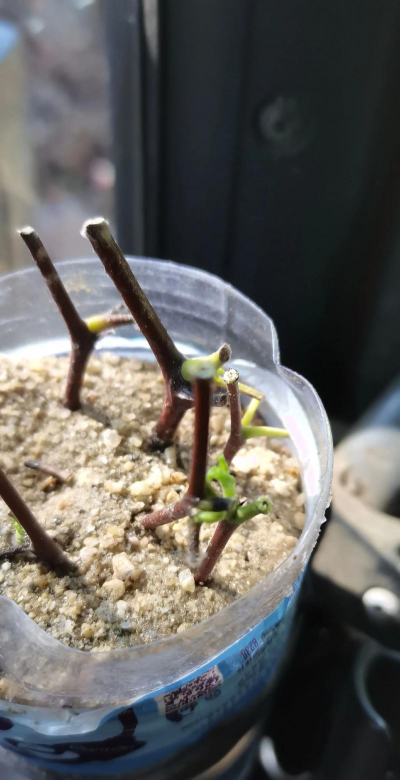 小众送妈妈的花有哪些花