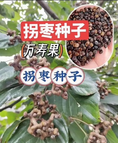 小众送妈妈的花有哪些花