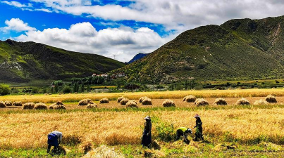 小众送妈妈的花有哪些花