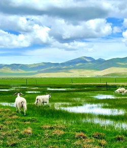小众送妈妈的花有哪些花