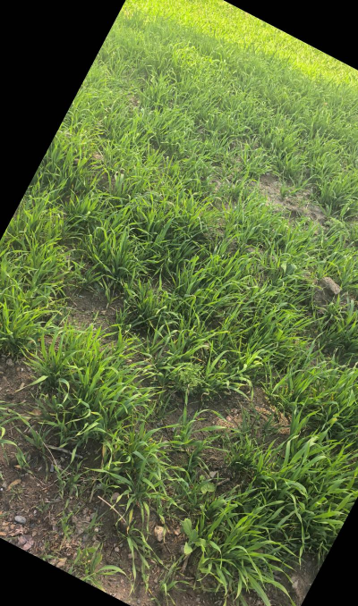 小众送妈妈的花有哪些花