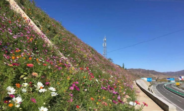 小众送妈妈的花有哪些花