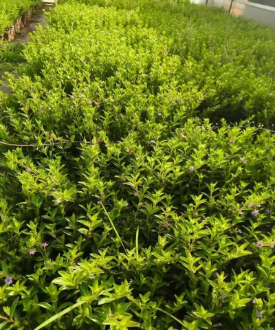 小众送妈妈的花有哪些花