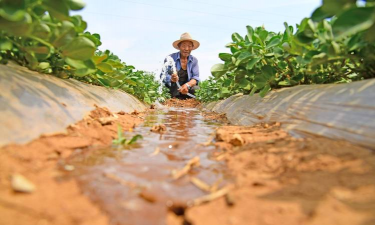 小众送妈妈的花有哪些花