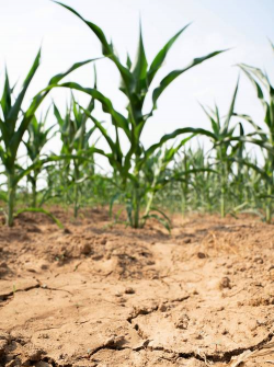 小众送妈妈的花有哪些花