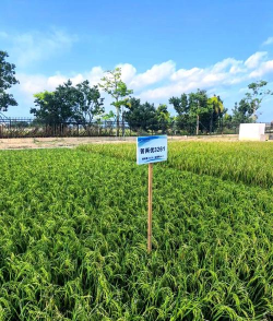 小众送妈妈的花有哪些花