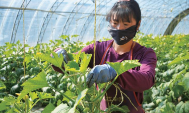 小众送妈妈的花有哪些花