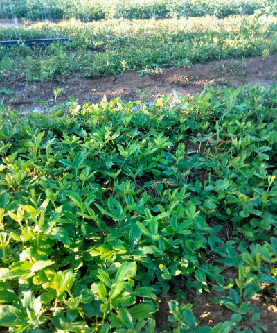 小众送妈妈的花有哪些花