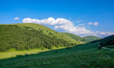 小众送妈妈的花有哪些花