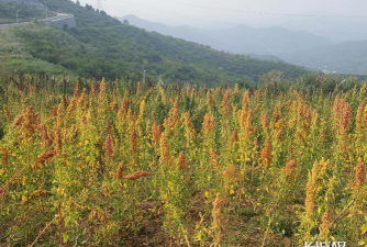 小众送妈妈的花有哪些花