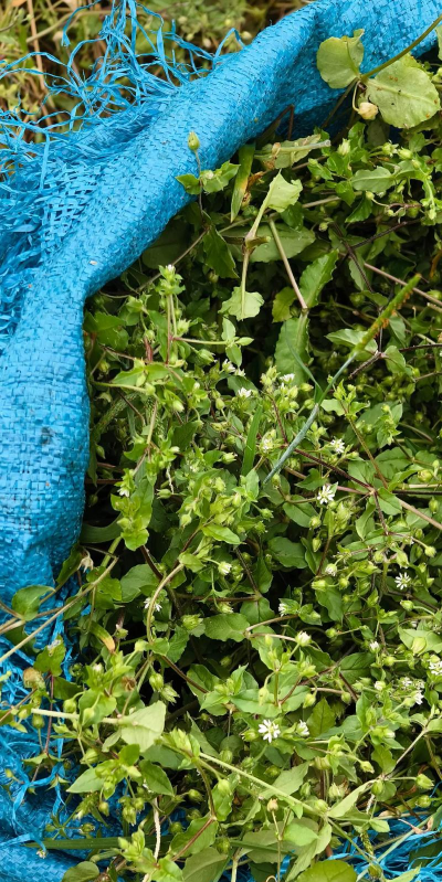 小众送妈妈的花有哪些花