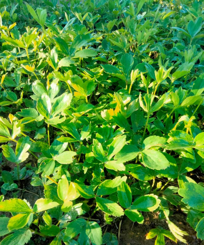 小众送妈妈的花有哪些花