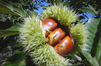 小众送妈妈的花有哪些花
