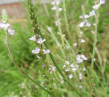 扬州白花马鞭草养护