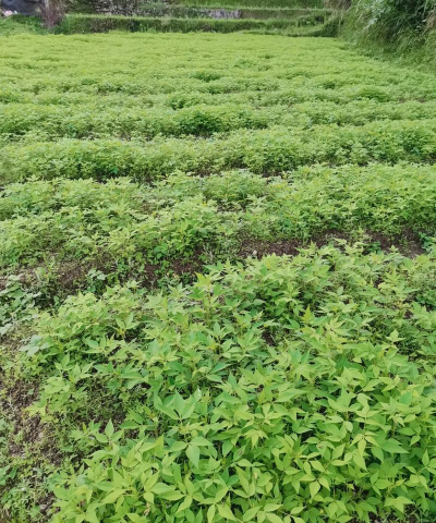 扬子江黄柏种植