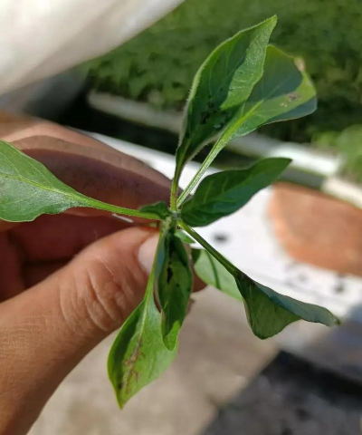 小众送妈妈的花有哪些花