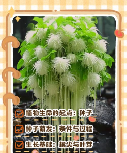 小众送妈妈的花有哪些花