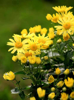 小众送妈妈的花有哪些花