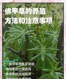 佛甲草的养殖方法