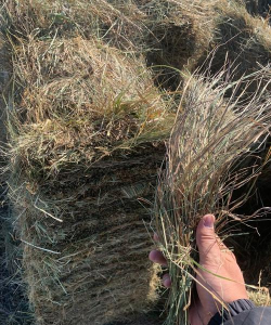 小众送妈妈的花有哪些花