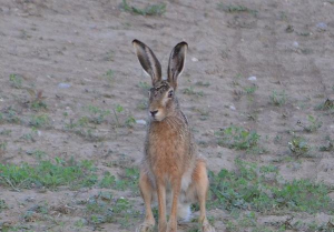战斗力强的食草兔子