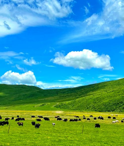 小众送妈妈的花有哪些花
