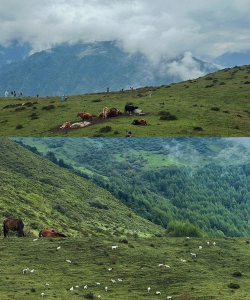 小众送妈妈的花有哪些花