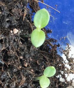 小众送妈妈的花有哪些花