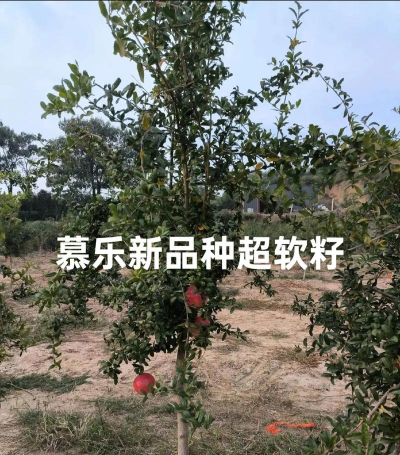 慕乐软籽石榴有几种