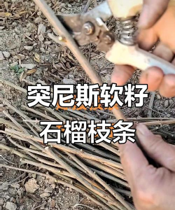 慕乐对比突尼斯软籽石榴