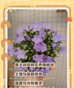 小众送妈妈的花有哪些花