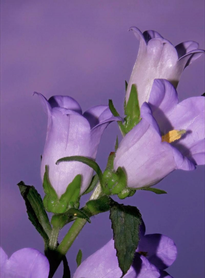 小众送妈妈的花有哪些花