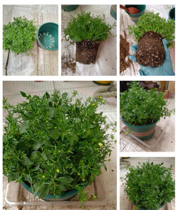 小众送妈妈的花有哪些花