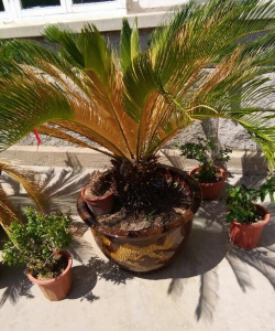 小众送妈妈的花有哪些花