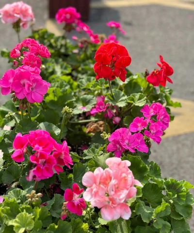 小众送妈妈的花有哪些花