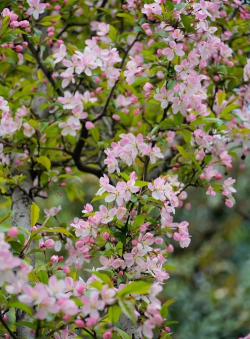 小众送妈妈的花有哪些花