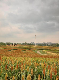 小众送妈妈的花有哪些花