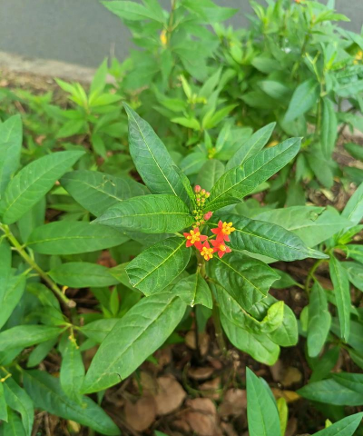 小众送妈妈的花有哪些花