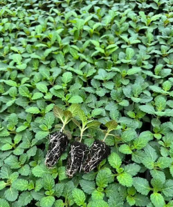 小众送妈妈的花有哪些花