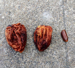 小众送妈妈的花有哪些花