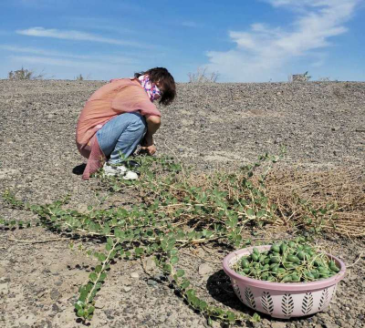 小众送妈妈的花有哪些花