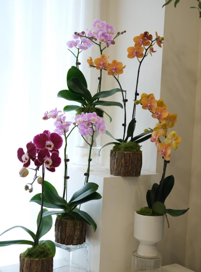 小众送妈妈的花有哪些花