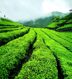 小众送妈妈的花有哪些花