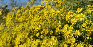 小众送妈妈的花有哪些花