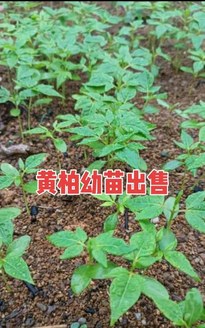 怎样种植黄柏仔