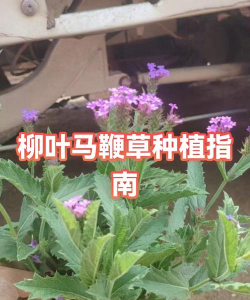 怎样种柳叶马鞭草